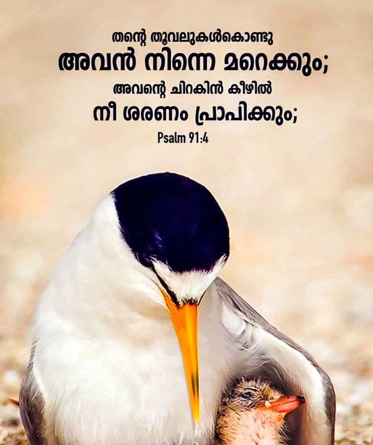 തന്റെ തൂവലുകള്‍കൊണ്ട് അവിടുന്നു നിന്നെ മറച്ചുകൊള്ളും; അവിടുത്തെ ചിറകുകളുടെകീഴില്‍ നിനക്ക് അഭയംലഭിക്കും; അവിടുത്തെ വിശ്വസ്തത നിനക്കു കവചവും പരിചയും ആയിരിക്കും.